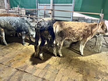 продаю дойных коров: Продаю | Тёлка | На откорм | Привязанные — 2