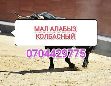 Колбаса цехи : Уйлар, букалар, Жылкылар, аттар, Башка а/ч жаныбарлары, | Бардык шартта, Союлган, Союуга, этке