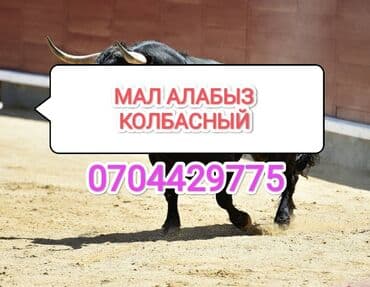 А/ч жаныбарларын сатып алам: Сатып алам | Уйлар, букалар, Жылкылар, аттар, Башка а/ч жаныбарлары | Күнү-түнү, Бардык шартта, Союлган — 1