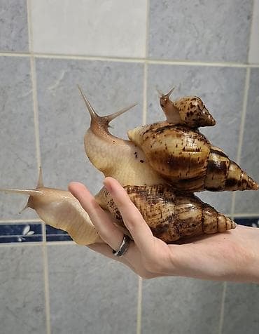 рак: Ахатина гигантская (домашние улитки) - Крупные ахатины с — 1