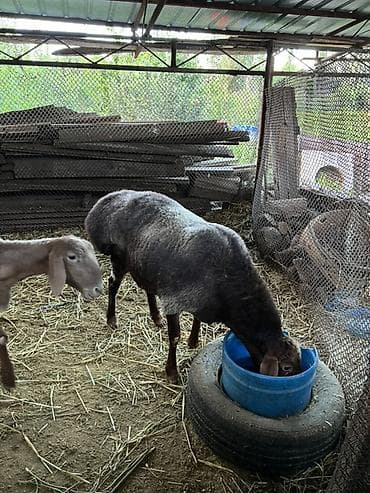 Сатам | Кочкор (эркек) | Союуга | Жасалма жол менен боозутуу, Асыл тукумдуу — 8
