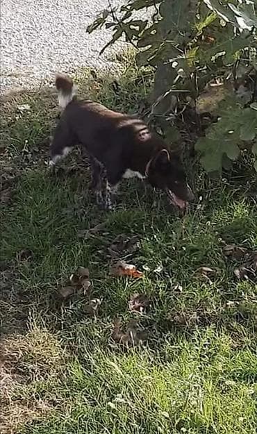 купить той терьера: Порода Собак, Zerdava/Зердава ( ТУРЕЦКАЯ порода собак). Можете за — 5