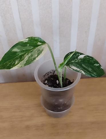 Филодендроны: Сингониум "Пиннатум вайт вариегатный" Эпипремнум "Себу блу" с — 1