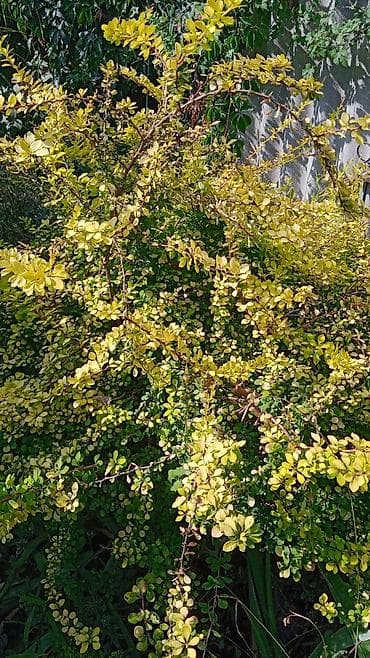 глициния из бисера: Клематис Варшавский Найк,достигает до 3-4 м, цветет до снега — 7