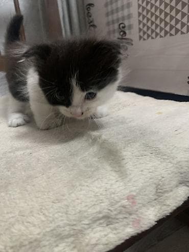 Отдам котёнка в хорошие руки. Мальчик шустрый игривый, к лотку at lalafo.kg Отдам котёнка в хорошие руки. Мальчик шустрый игривый, к лотку