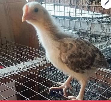 бройлерные курицы: Продаю | Цыплята | Домашняя | Для разведения — 1