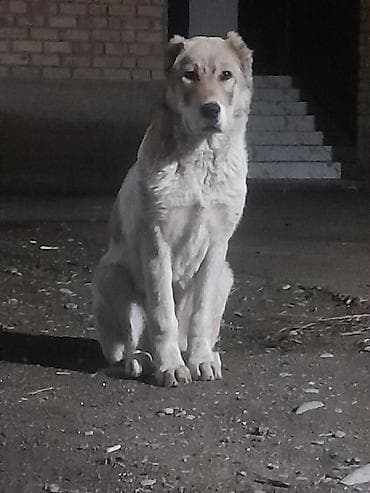 собака сосиска: Алабай, 4 месяца, Самка, С прививкой — 1