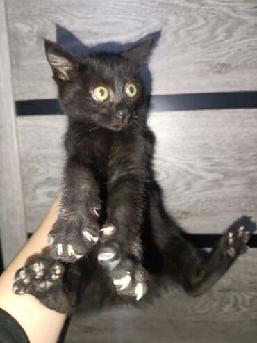 Трансформатор майы: Черные котята отдаем спасённых котят в хорошие руки. Один котенок — 1
