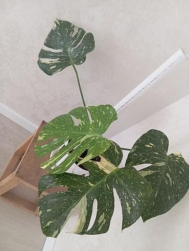 монстера альба: Монстера вариегатная (Monstera deliciosa variegata) в горшке. - — 1