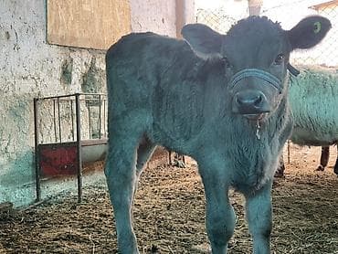 коровы и быки: Продаю | Музоо, торпок | На откорм — 1