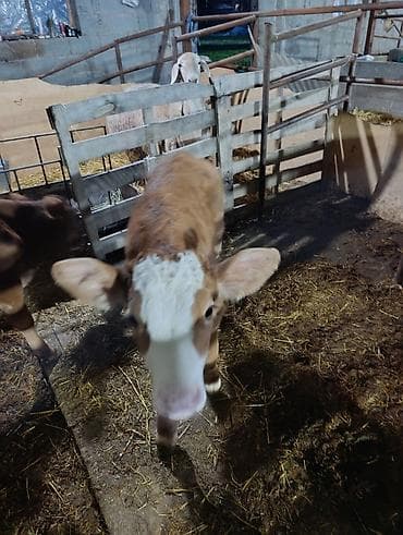 Продаю | Бык (самец) | На откорм at lalafo.kg Продаю | Бык (самец) | На откорм