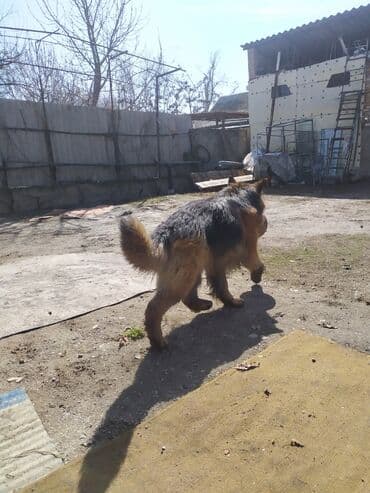 немецкая овчарка сучка: Вязка: Немецкая овчарка, Самец, 5 лет, С родословной — 4