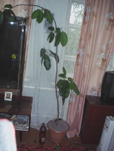 растения для аквариума: Продаю комнатные расстения,кактусы.фикус.денежное дерево,королевская — 3