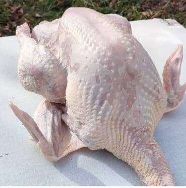 обезьяны живые: Индюки .мясо — 1