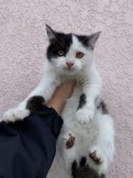 котик вислоухий купить: 3 месяца, Мальчик, Приучена к лотку, Проглистована — 7