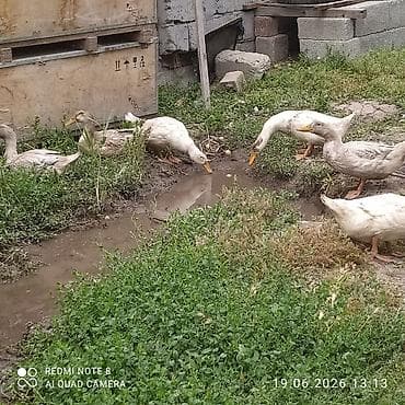 Животные: Утки домашние, больше 2 месяца - Порода: легкий мясо‑яичный тип — 4