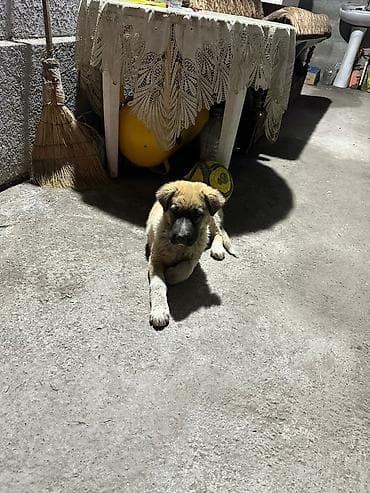 саванна кошка купить: Щенок, метис крупной породы - Пол: сука цена 3000 вся инфо по — 7