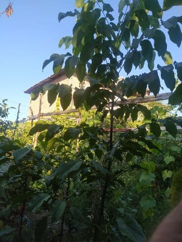 Садовые инструменты и инвентарь: Саженцы ореха (похож на грецкий/чёрный орех) из открытого грунта. - — 1