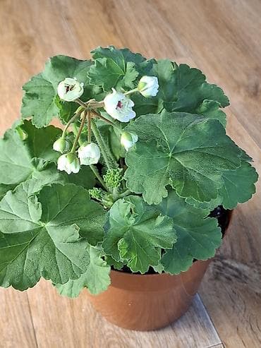 бутон: Галина Уланова 500 сом на бутоне — 2