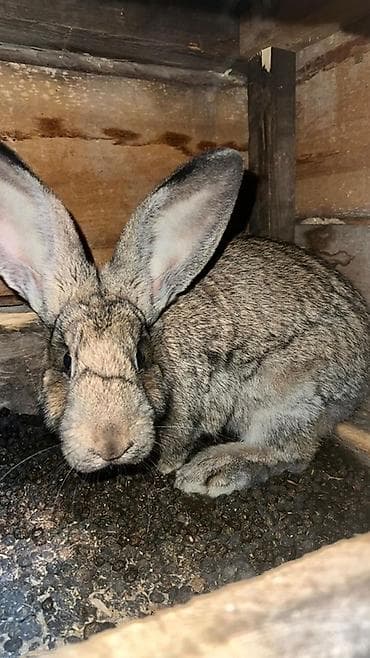 Кемирүүчүлөр: Сатам | Ургаачы коен | Күрөң коен | Көбөйтүү үчүн | Асыл тукумдуу — 1