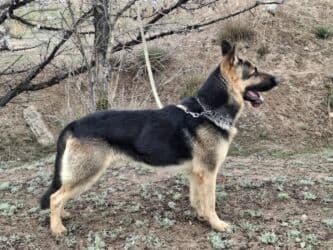 объявления о найденных собаках: Вязка: Восточноевропейская овчарка, Самец, 3 года, С прививкой, С родословной — 7