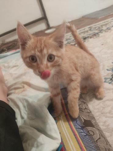 Животные: 3 месяца, Мальчик — 1