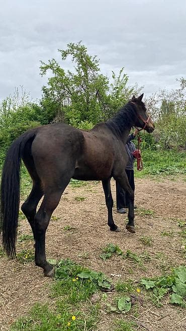 коой: Продаю | Кобыла (самка) | Английская | Рабочий — 2