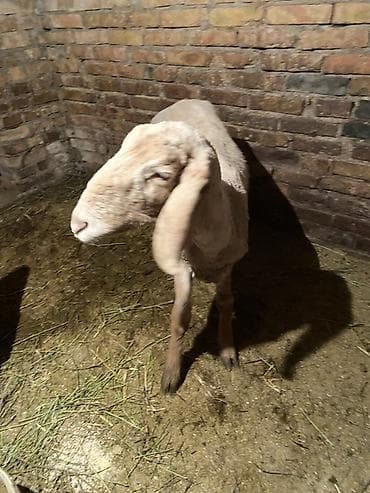 Продаю | Овца (самка) | Для разведения