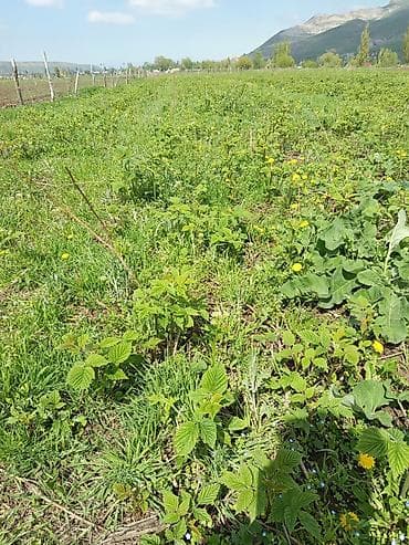 цветочный салон: Малина — 2