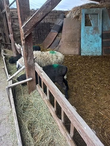 швиц бычок: Продаю | Баран (самец) | На забой | Осеменитель — 4