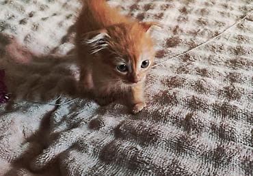 scottish fold: Рыжий котёнок с полудлинной шерстью. Миниатюрный, активный и игривый — 3