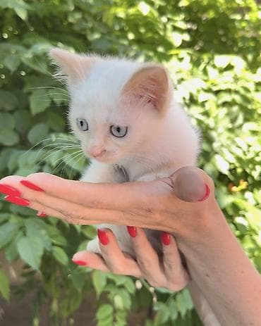 кошка котёнок: Кошка даром: Беспородная, 3 месяца, Мальчик, Приучена к лотку, Проглистована — 3