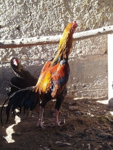 колеса кг бишкек: Электрдик велосипеддер, Колдонулган — 3