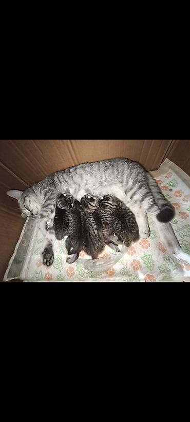 кошко: Полосатые котята от серебристой кошки - родились 13 апреля, 3 — 3