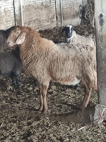 купить орла птицу: Продаю | Овца (самка) | Для разведения | Матка — 3