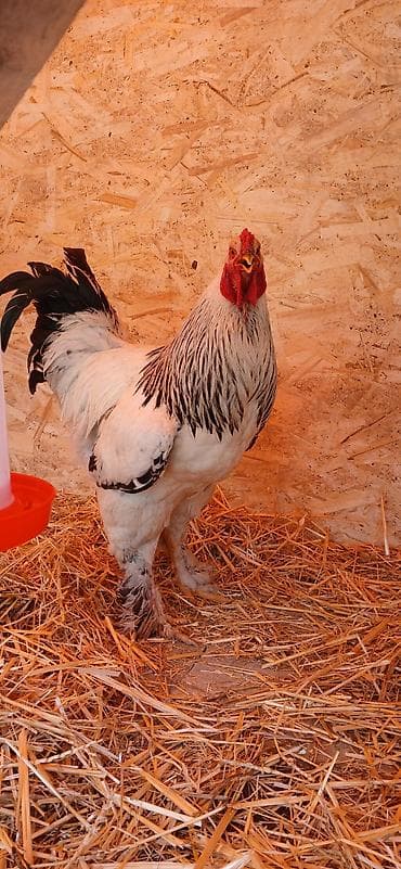 павлин голуби: Мускусная утка (индоутка), 1+1 2500сом Инкубационные яйца Цена яйцо — 7