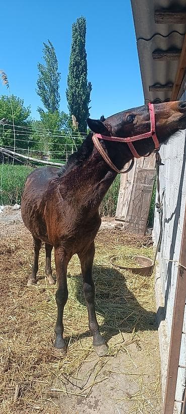 лош ат: Продаю | Жеребенок — 1