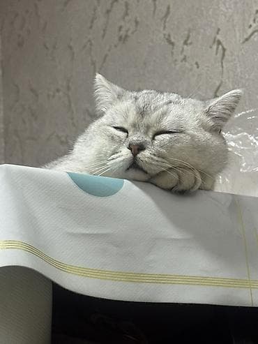 кошка золотая шиншила: Британская короткошёрстная, 8 месяцев, Мальчик, Серебристая шиншилла, Приучена к лотку — 2