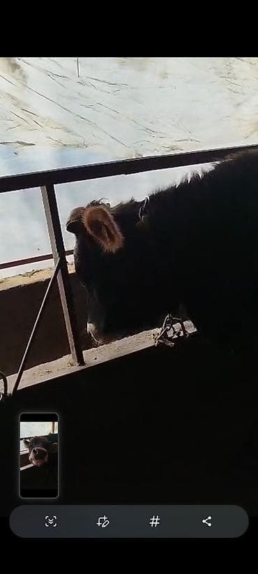 продаю дойную корову: Продаю | Тёлка | Для молока | Привязанные — 5