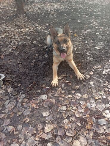 стерилизация собак бишкек цена: Немецкая овчарка, кобель. Классический чёрно-рыжий окрас, крупный — 3