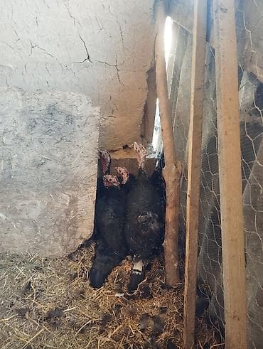 птица фабрика: Продаю | Индюшка (самка) | Полукровка | Для разведения — 1