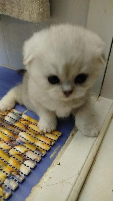Мышыктар: Шотландский вислоухий котёнок (Scottish Fold) - Окрас: серебристый — 5