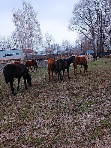 жеребчика: Продаю | Жеребец | Для разведения — 5