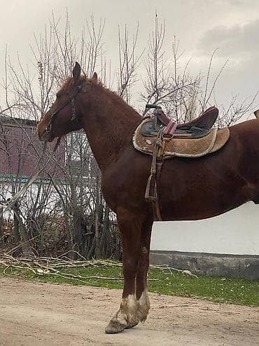 седло: Продаю | Конь (самец) | Рабочий | Мерин — 2