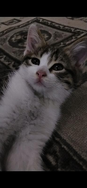я ищу котёнка: Котёнку 2 месяца, к лотку приучен ещё с первого месяца. Кушает корм — 3