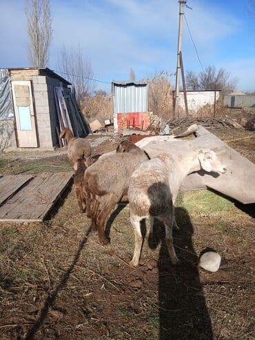 Грызуны: Продаю | Овца (самка) | Для разведения | Матка — 2