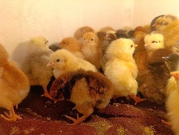 Торг есть Небольшие цыплята разных окрасов, включая белых, желтых