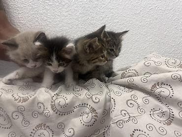 белые котенки: Котята из одного помёта - Возраст: примерно 1–2 месяца (на фото с — 2