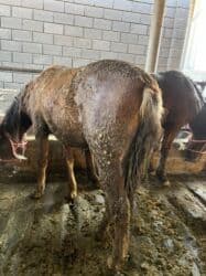 продажа щенков немецкой овчарки с документами в бишкеке: Продаю | Жеребец | Рабочий — 4