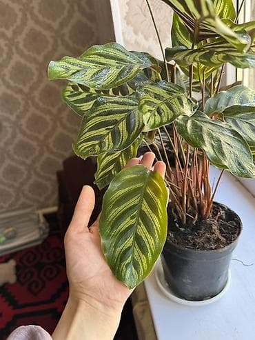 ниже: Калатея (Calathea makoyana/“Павлиний лист”) в горшке. - Пышный куст с — 3